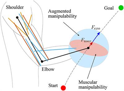 Assistive Arm-Exoskeleton Control Based on Human Muscular Manipulability